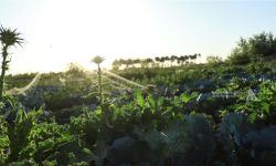 الزراعة: الموسم الحالي سيكون مثمراً